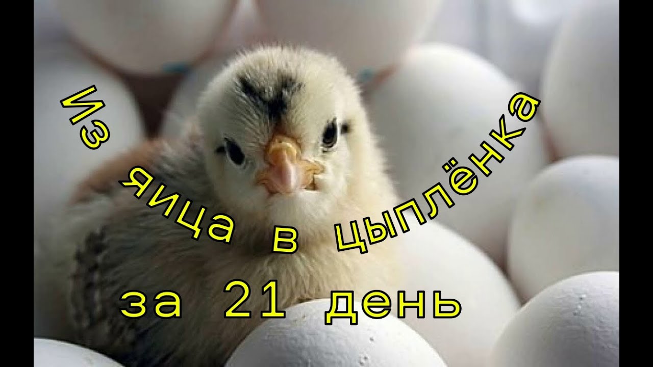 Инкубационное яйцо