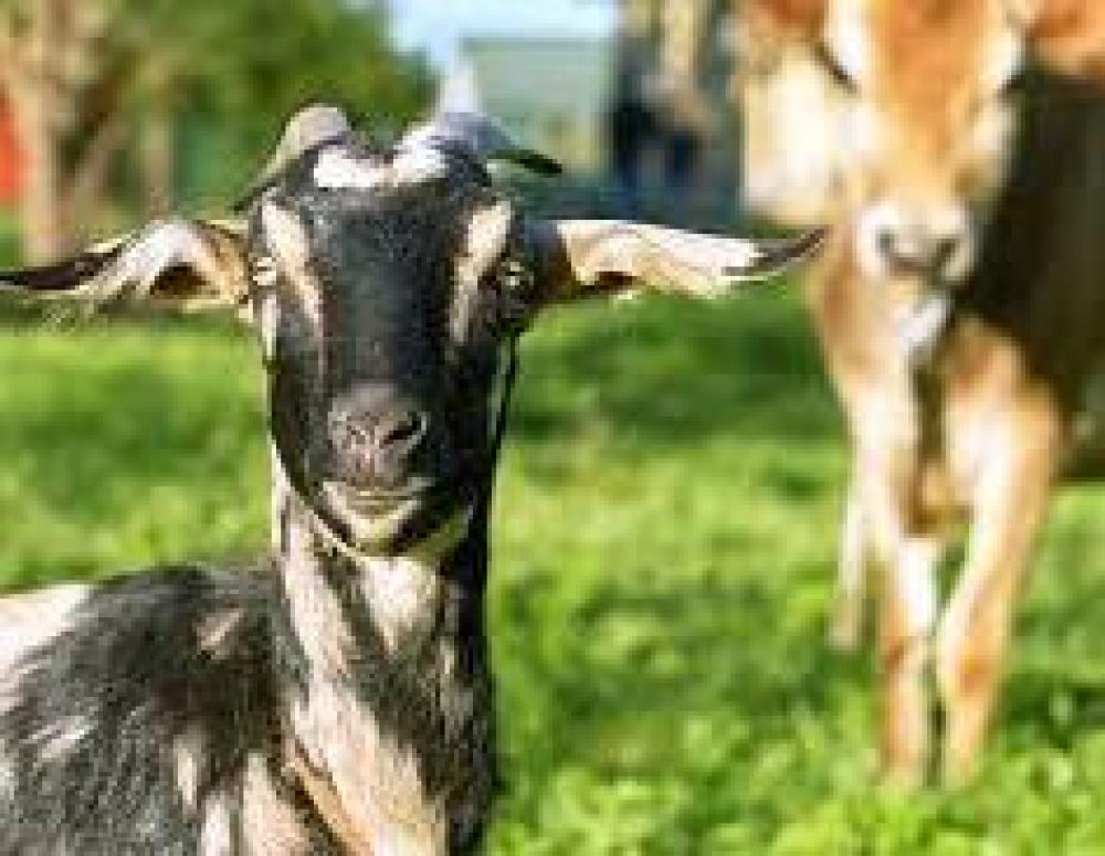 Комбикорм КД-К-61-С для молочных коров  Пуховичи КХП , 30кг