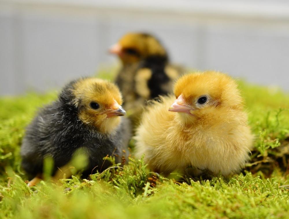 Цыплята домашних кур несушек (есть чубатые и мохнатые лапы), цена в описании