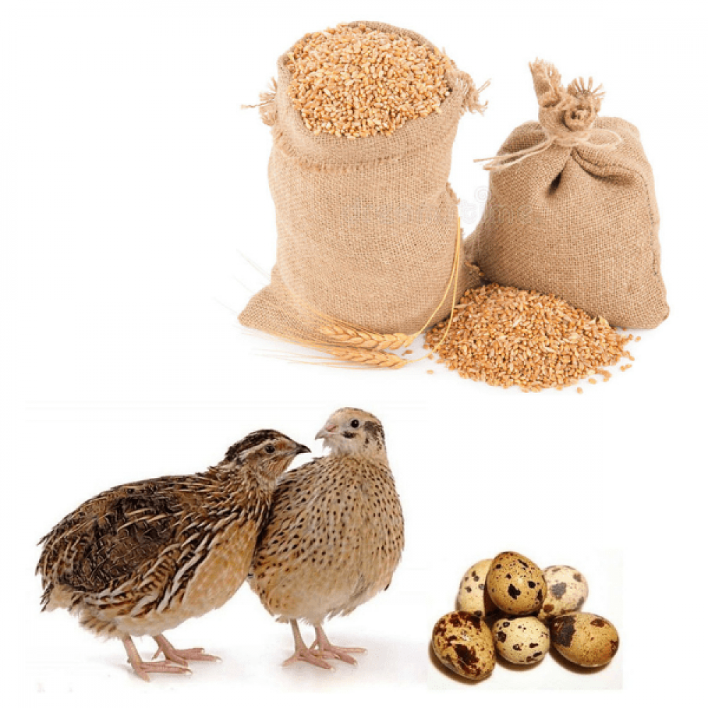 Комбикорм для перепелов и кур несушек полнорационный ПК 1-15 Калинковичи КХП (40-60 нед.), 30кг