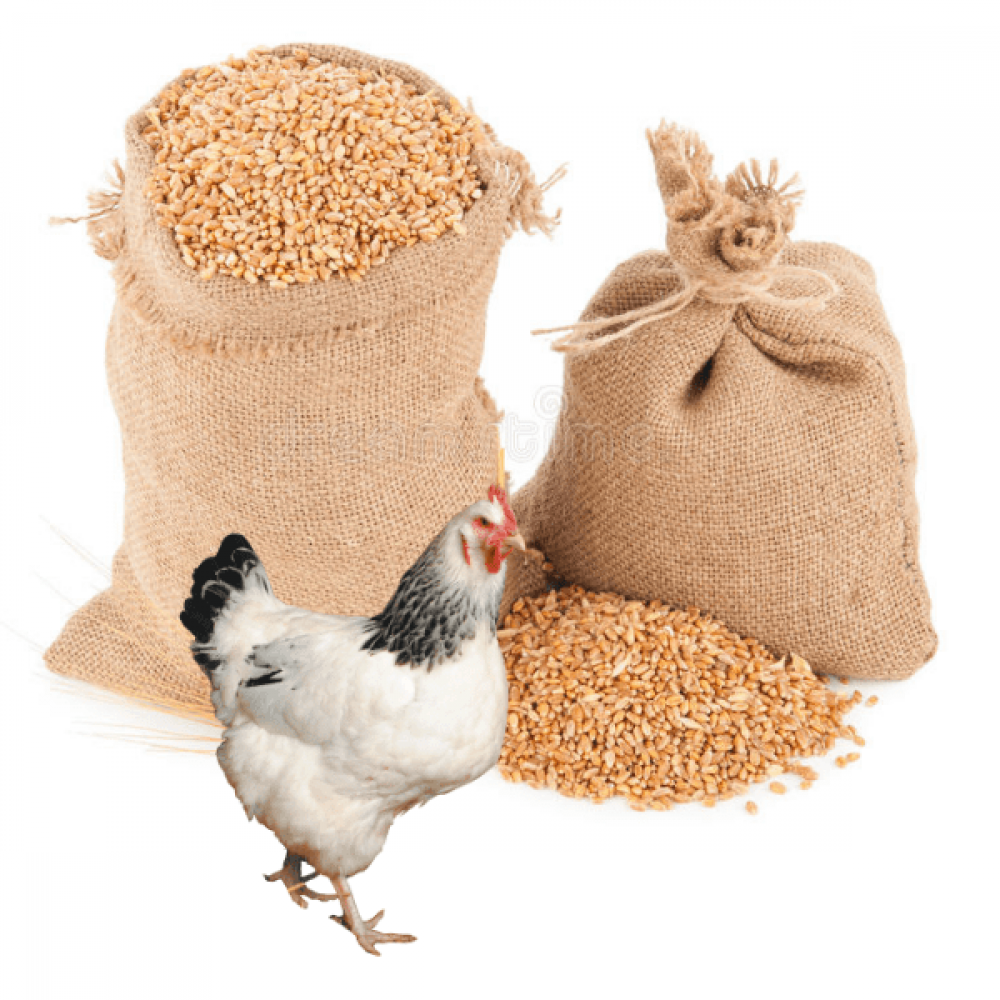 Комбикорм для перепелов и кур несушек полнорационный ПК 1-15 Калинковичи КХП (40-60 нед.), 30кг