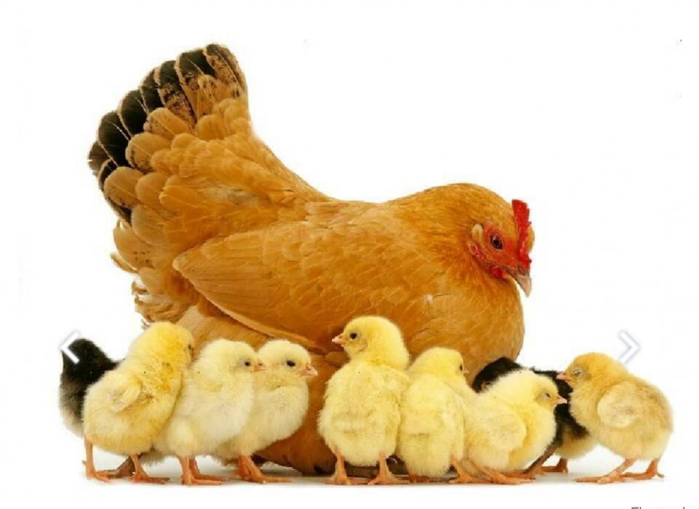 Комбикорм СТАРТ ПК-2-1 крупка (для кур яичных кроссов 0-5 недель), 10кг Пуховичи КХП