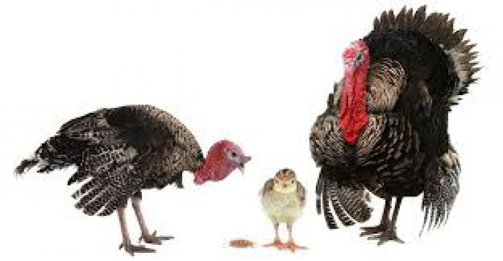 Комбикорм  КДП-11 для ИНДЮШАТ (от 0 до 4 нед), крупка, 10 кг, Пуховичи КХП