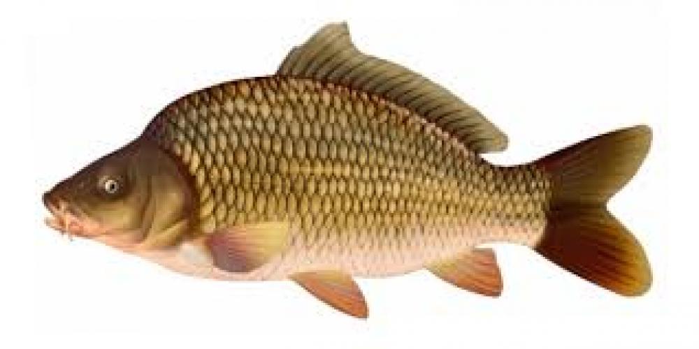 Комбикорм К-111 для двухлеток и трёхлеток карповых рыб  Пуховичи КХП , 10кг