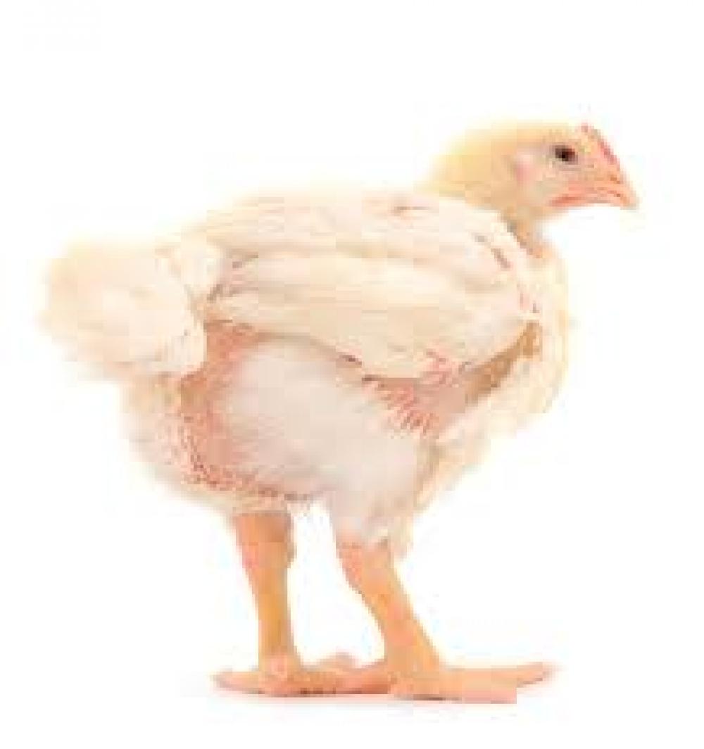 Комбикорм СТАРТ КД-П-5 для цыплят бройлеров от 0 до 24 дней "Особино (Узовский)", 20кг