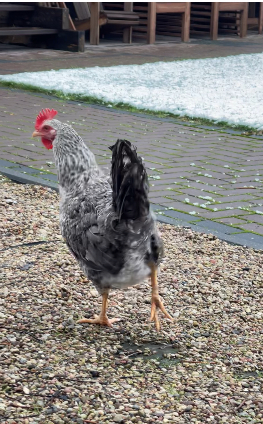 Яйцо инкубационное от кур несушек породы Борковская Барвистая.