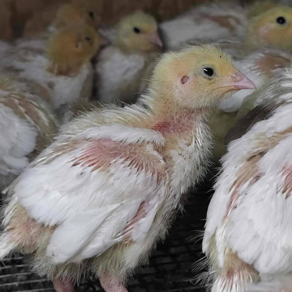 Птенцы перепелов 2ух недельные Техасский Белый  