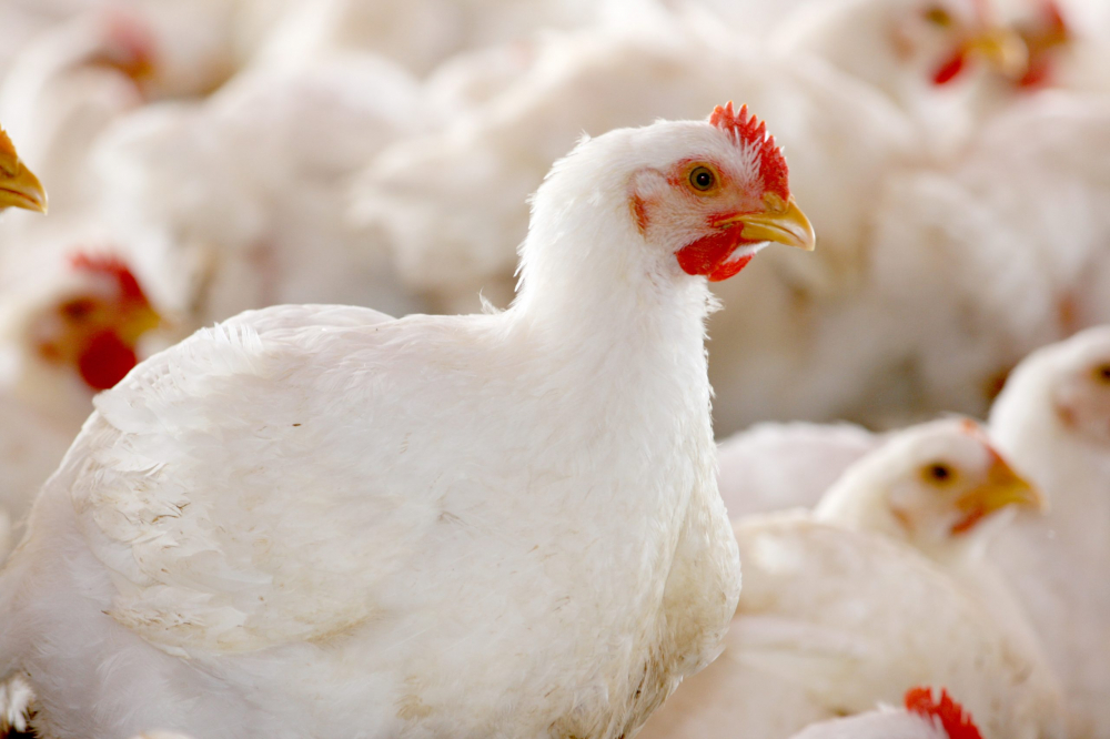 Комбикорм РОСТ ПК-6 крупка (для цыплят бройлеров 25дн и до убоя), 20кг Пуховичи КХП