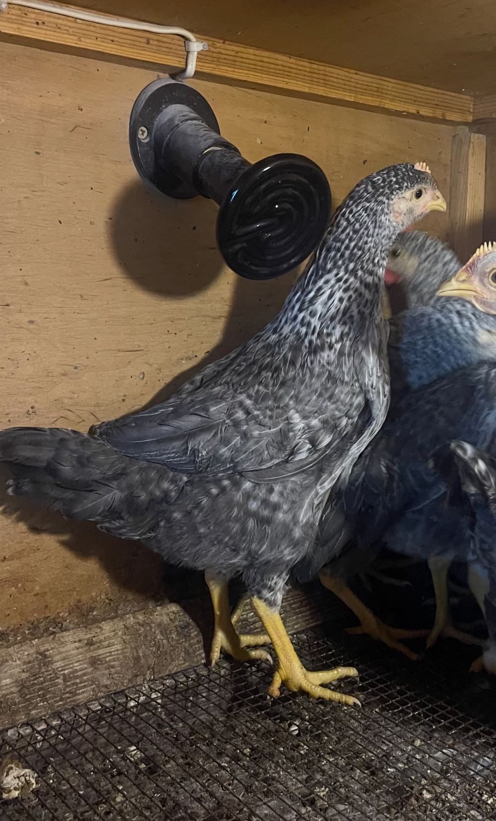 Яйцо инкубационное от кур несушек породы Борковская Барвистая.