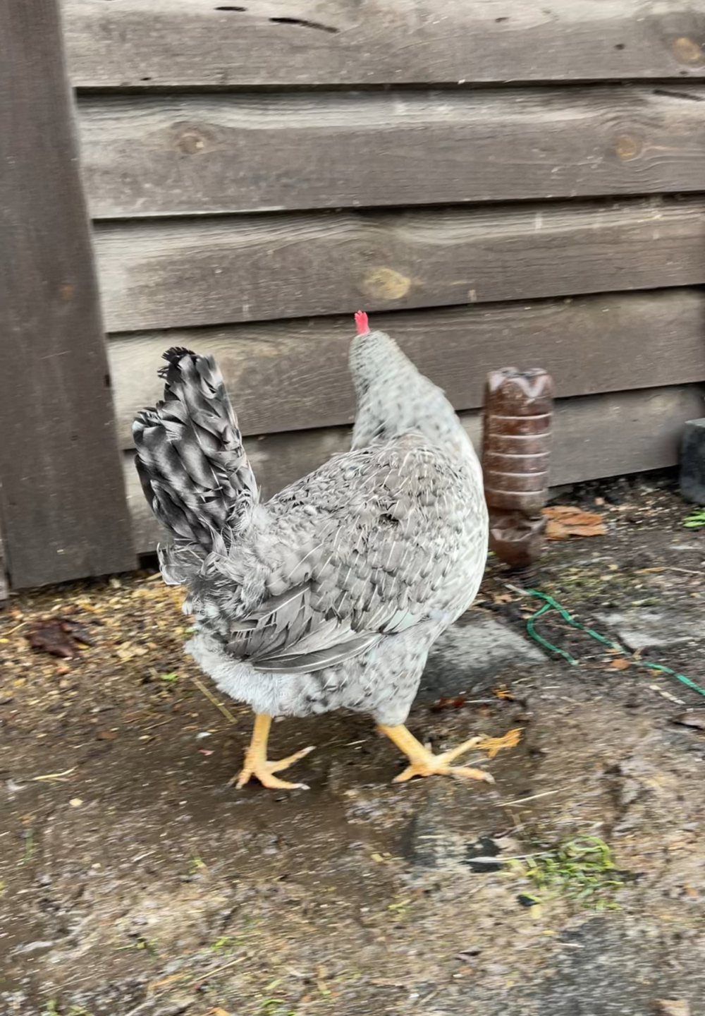 Яйцо инкубационное от кур несушек породы Борковская Барвистая.