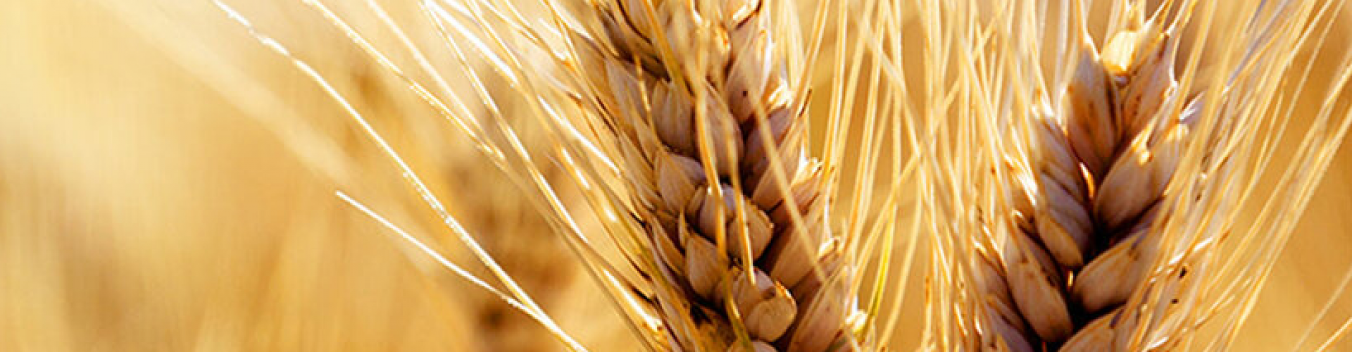 Бесплатная доставка