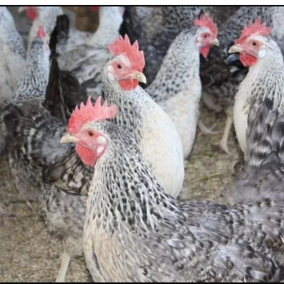 Породная несушка Борковская Барвистая